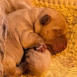 Jasper - Wheaten male Scottish Terrier puppy in Moyie Springs, Idaho from Avonlea Terriers