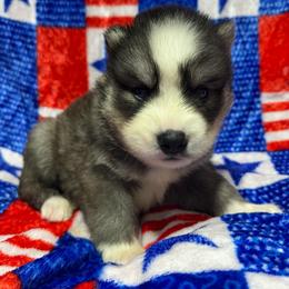 AKC Flint - Black and white male Siberian Husky puppy in Centreville, Maryland from Huskies By the Bay