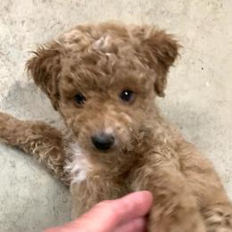 Sally - Apricot female Poodle puppy in Nacogdoches, Texas from BA Mini Poodles