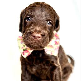 Otter - Chocolate male Goldendoodle puppy in Pulaski, Tennessee from Doodle My Heart