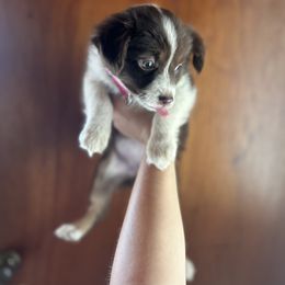 Miniature Australian Shepherd Puppies from Macks Mini Aussies
