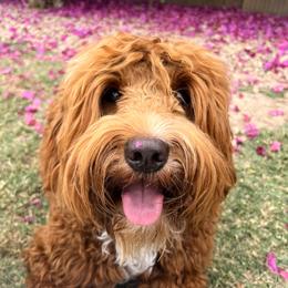 Winnie - Goldendoodle