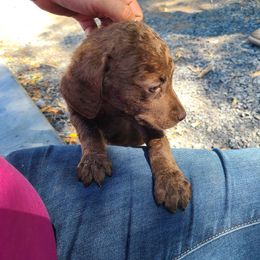 Coot - Chesapeake Bay Retriever puppy in Soap Lake, Washington from Desert Oasis Kennels
