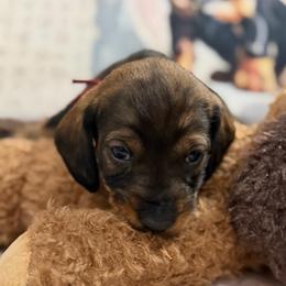 Gus - Wild boar male Dachshund puppy in Superior, Montana from Never Land Dachshunds of Montana