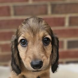 Dachshund Puppies from Royal Dackel Haus