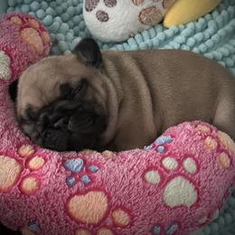 Zuma - Fawn female French Bulldog puppy in Ashland, Ohio from HazyDayFrenchies