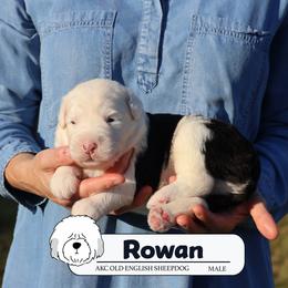 Rowan - Gray and white male Old English Sheepdog puppy in Cleveland, Tennessee from Narrow Path Old English & Sheepadoodles