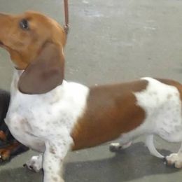 Dachshunds from Ransum Kennels