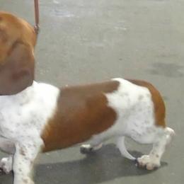 Dachshunds from Ransum Kennels
