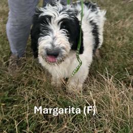 Margarita - Parti female Goldendoodle puppy in Water Valley, Mississippi from Olympian Doodles