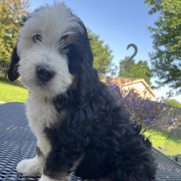 Bernedoodle Puppies from Busacker Babies