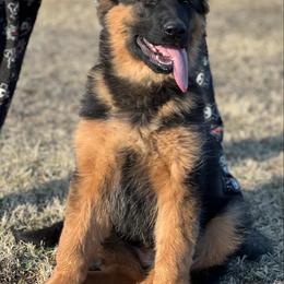 German Shepherd Puppies from Legacy Reborn