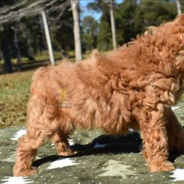 Red - Apricot male Poodle puppy in Big Point, Mississippi from Lorraine's Miniature Schnauzers