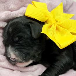 Onyx (Yellow Collar) - Black and chalk female Australian Labradoodle puppy in Mount Gilead, North Carolina from Tillery Labradoodles
