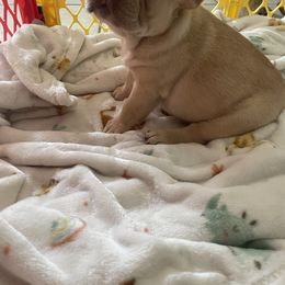 French Bulldog Puppies from MaFrenchiesBadandBoujee