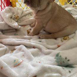French Bulldog Puppies from MaFrenchiesBadandBoujee