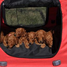 Poodle Puppies from Noblelee Kennel