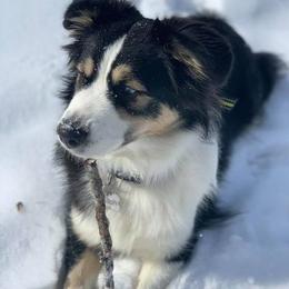 Assorted Doodle Crosses, Australian Shepherds, and Miniature Australian Shepherds from True Heart Aussies