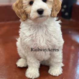 Comet - Parti male Goldendoodle puppy in Milford, Indiana from Railway Acres Kennel