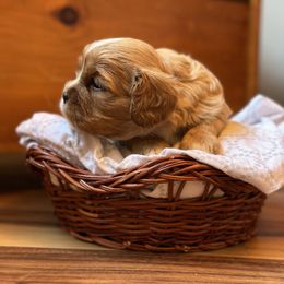 Cavalier King Charles Spaniel and Cavapoo Puppies from Cavaliers of Windsor