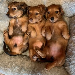 Dachshund Puppies from MyGaDachs