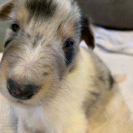 Collie Puppies from ColliesOklahoma