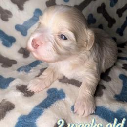 Rudolph - Cream male Havanese puppy in Decatur, Alabama from LaBeouf Havanese’s