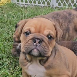 Girl 1 - female Bulldog puppy in Killingly, Connecticut from Brooklyn Beefcakes