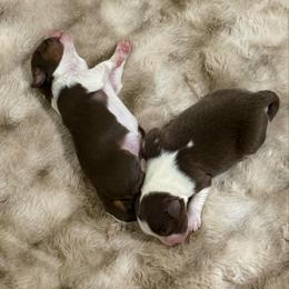 Rune - Red tri male Miniature Australian Shepherd puppy in Shingletown, California from Whiskeytown Aussies