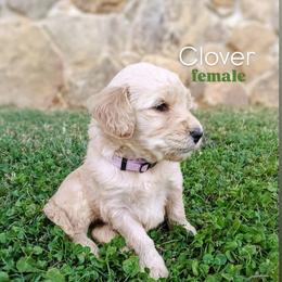 Clover - Apricot female Goldendoodle puppy in Ringgold, Georgia from Re Family Doodles