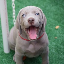 Weimaraner Puppies from Silvr Galaxy Weimaraners