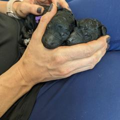 Poodle puppies from Apex Poodles