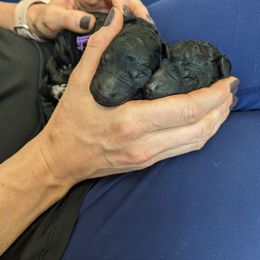Poodle puppies from Apex Poodles