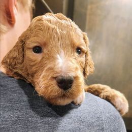 Partridge - Red  male Goldendoodle puppy in Pollock Pines, California from Ten Acre Wood Doodles