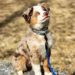 Marley - Miniature Australian Shepherd