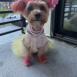 Ona’Chanel - Yorkshire Terrier