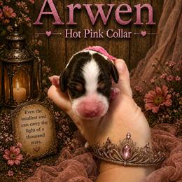 Arwen - Black and tan female Beagle puppy in Viper, Kentucky from Mountain Top