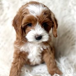 Apollo - Goldendoodle