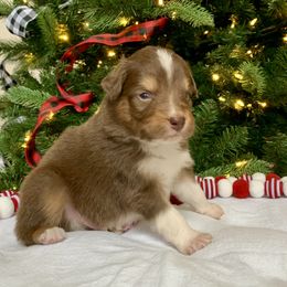 Boy 3 - Red tri-color male Australian Shepherd puppy in Quebeck, Tennessee from KC Aussies TN
