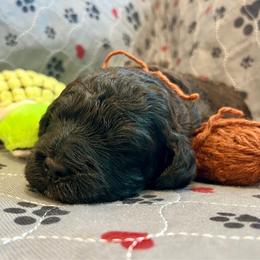 Freddie - Brown male Australian Cobberdog puppy in Sarasota, Florida from Labe's Australian Cobberdogs