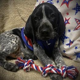 Blue collar male 1 - Black roan male German Shorthaired Pointer puppy in Hardeman County, Tennessee from Howell Farm GSP