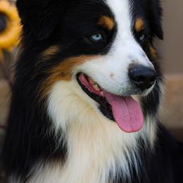 JR - Miniature American Shepherd