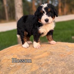Bernedoodle Puppies from Sweet Pea Bernedoodles