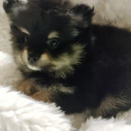 Pomeranian Puppies from Cutie Poms