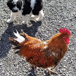 Australian Labradoodle Puppies from Golden Xpress Labradoodles