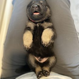 Maroon-Lurch - Black and tan male German Shepherd puppy in Medical Lake, Washington from Nine Realms German Shepherds