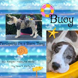 Boy 1 - Mantle merle male Great Dane puppy in Lake View, New York from North Park Great Danes