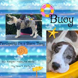 Boy 1 - Mantle merle male Great Dane puppy in Lake View, New York from North Park Great Danes