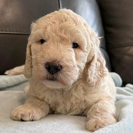 Cadbury - Cream male Goldendoodle puppy in Monroe, North Carolina from Dreamland Aussies & Poodles