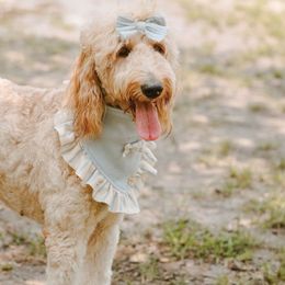 Vespa - Goldendoodle